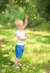 Little boy plum harvest