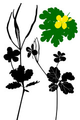 The plant is celandine, monochrome. Black silhouette plants, flower on a white background. Medicinal plant celandine.