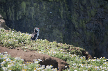 Puffin standing on a cliff top 
