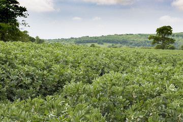 Dense Foliage with Hills and Cloudy Blue Skies in Background