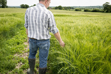 Man with Back Turned Touching Wheat Plants in Huge Field