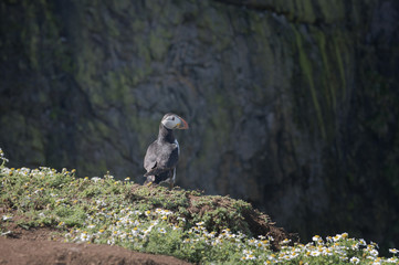 Puffin standing on a cliff top 