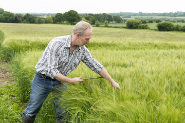 Naklejka na ściany i meble Farmer with Tablet Computer Scrutinizing Green Wheat Plants
