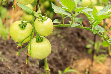 Unripe green tomatoes growing on bush in the garden