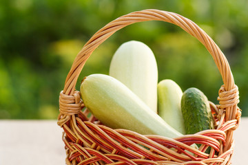 Zucchini and cucumber in a wicker basket on natural green background