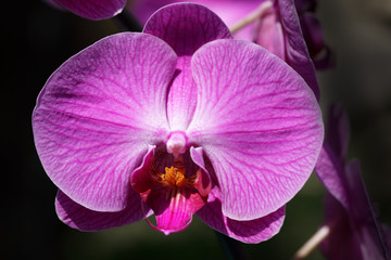 Fototapeta na wymiar close up of beautiful pink phalaenopsis orchid flower