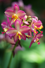 close up of beautiful doritis flower background.