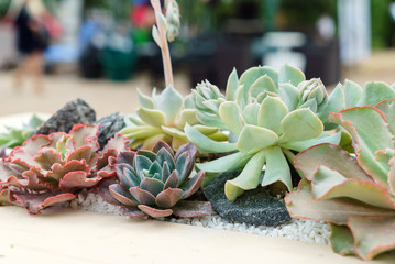 succulent plants