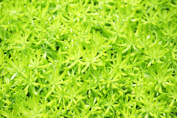 green fresh gold moss sedum plant background.