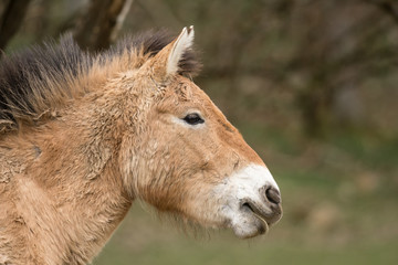 Cheval de Przewalski