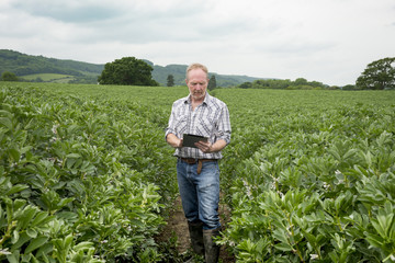 Fototapeta premium Man with Mobile Device in the Middle of Farm Field