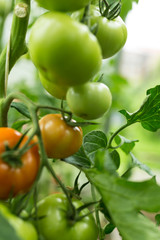 tomato