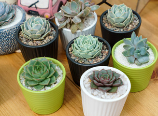 succulent plants