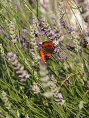 Fototapeta na wymiar Kleiner Fuchs auf Lavendel (Aglais urticae)