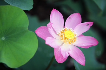 beautiful lotus flower blooming in garden