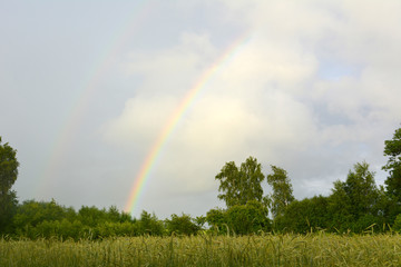 Beautiful summer horizontal landscape: two rainbows over a field of cereals, nature, countryside