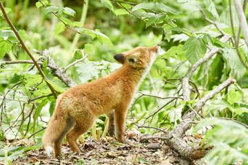 キタキツネの子供
