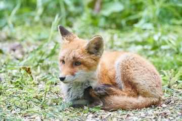 キタキツネの子供
