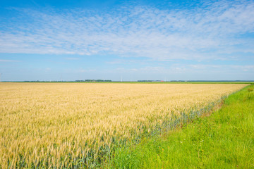 Fototapeta premium Wheat growing in a field in summer