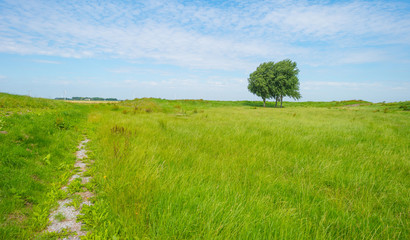 Trees in a field in summer