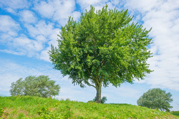 Obraz premium Trees in a field in summer