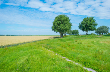 Trees and wheat in sunlight in summer