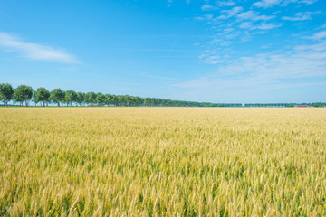 Trees and wheat in sunlight in summer