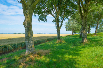 Trees and wheat in sunlight in summer