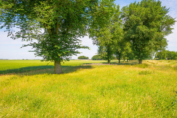 Trees in a field in summer