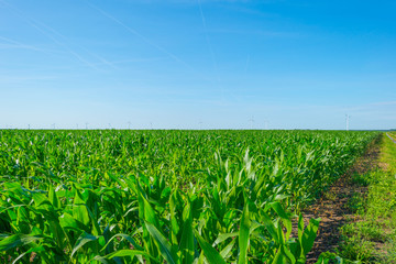 Corn growing in a field in summer