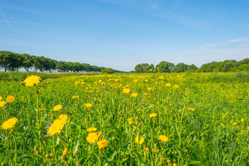 Trees and wild flowers in a field in summer