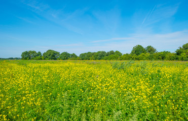 Yellow wild flowers in a field in summer