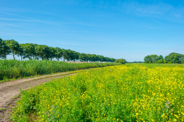 Yellow wild flowers in a field in summer