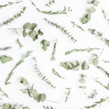 Eucalyptus on white background. Pattern made of dried eucalyptus branches. Flat lay, top view