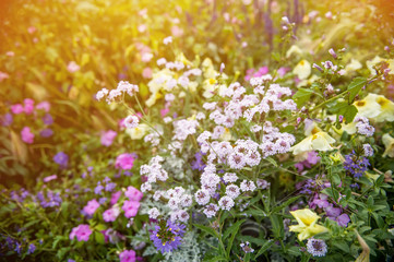 Small lilac-pink, yellow and white flowers in the sun. Toned.