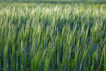 Young wheat field. Nature background