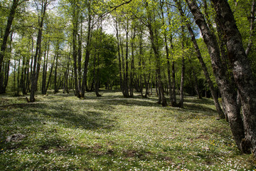 Bosco, Parco Nazionale del Cilento e Vallo di Diano, primavera 