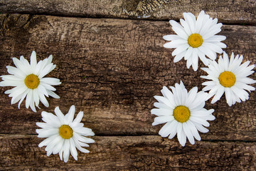 Obraz premium Fresh chamomile flowers on the wooden table. Top view with copy space