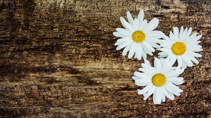 Flowers of chamomile on the background of a wooden table. With copy space