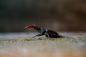 Stag beetle on a wooden background. Big horned beetle