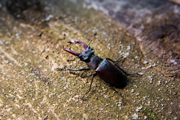 Stag beetle on a wooden background. Big horned beetle