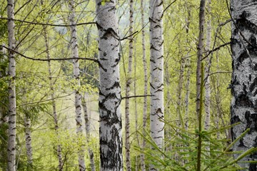 Trunk of birch