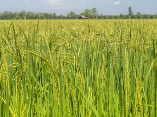 A rice field ready for harvest in east Thailand