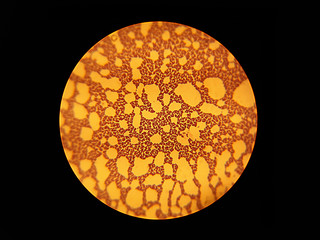 Microbial Microscopy Observation