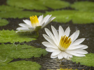Two large, white lotus flowers in a pond, Thailand