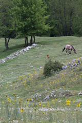Cavalli selvaggi nel Parco Nazionale del Cilento e Vallo di Diano; Wild horses 