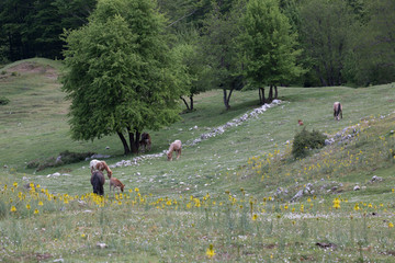 Cavalli selvaggi nel Parco Nazionale del Cilento e Vallo di Diano; Wild horses 