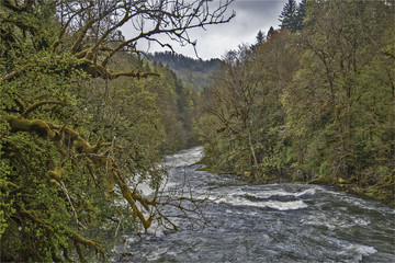 Rivière arbres et mousse