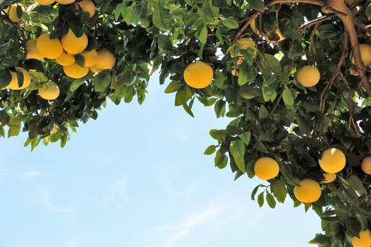 Fototapeta Grapefruit tree - Citrus X paradisi.  