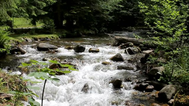 clear mountain stream flowing in the summer forest